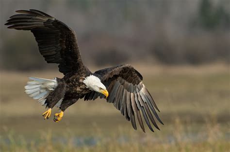 Does The Bald Eagle Have Any Predators? | Geography Scout