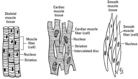 Skeletal Muscle Drawing at PaintingValley.com | Explore collection of Skeletal Muscle Drawing