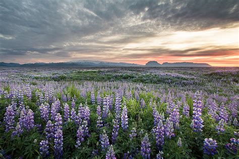 Sea Of Flowers by Ingólfur Bjargmundsson