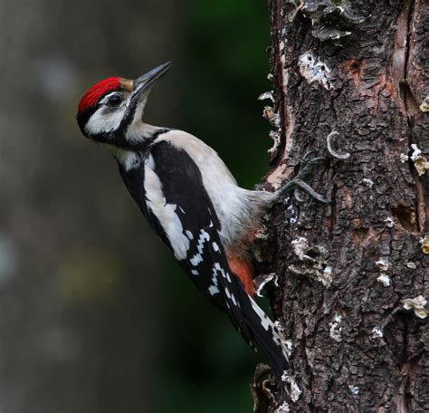 Piciformes (3) - Tumblr Gallery