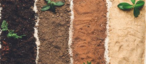 Types Of Soil Used In Agriculture To Grow Different Plants