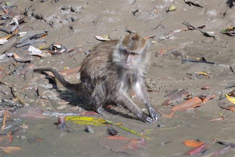 Probirder: Monkey Washing Food