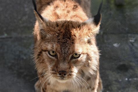 Folkloric and national symbol: Saving the Balkan Lynx | Daily Sabah