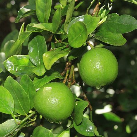 32 Benefits of Lime (Citrus aurantifolia) for Health and Beauty ~ paperbuttercup