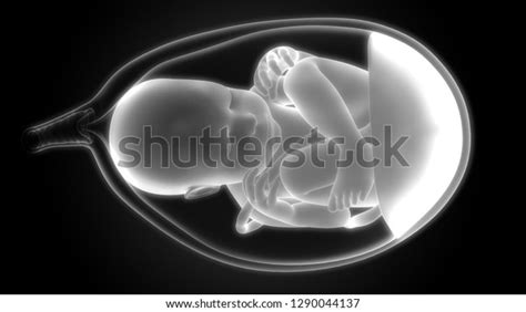 Fetus Baby Womb Anatomy 3d Stock Illustration 1290044137