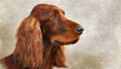 Animal Dog Digital Drawing Free Stock Photo - Public Domain Pictures