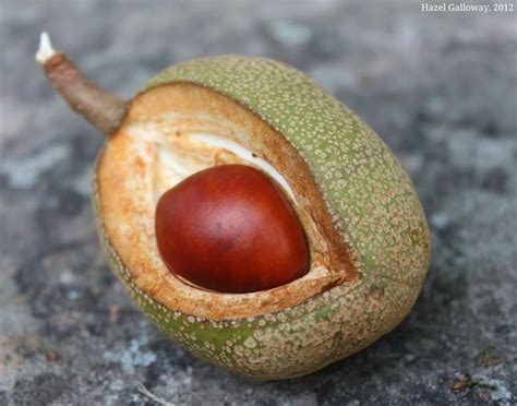 Yellow Buckeye | Mountain Lake Biological Station | Buckeye, Appalachia ...