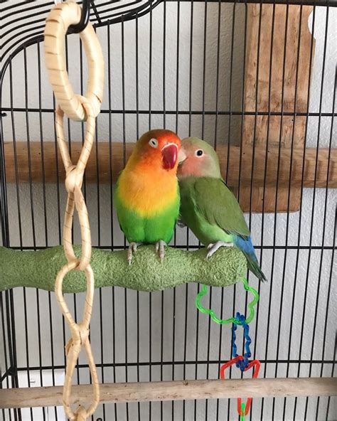 How To Choose The Right Cage For Your Bird