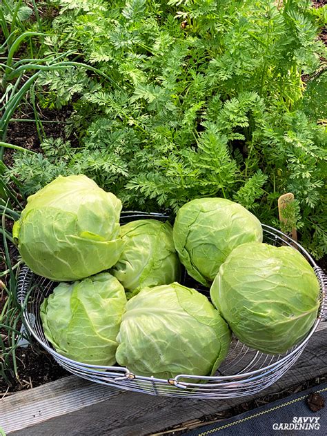 When to Harvest Cabbage for the Best Flavors and Yield