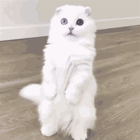 Cat Standing Cute Cat GIF - CatStanding Standing CuteCat - Discover ...