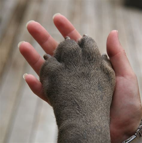 Giant Dog - Giant Paw | Lucy's paw (Neapolitan Mastiff) on m… | Flickr