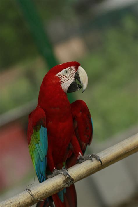 Gambar : sayap, putih, margasatwa, merah, paruh, warna-warni, kuning, fauna, macau, lorikeet ...