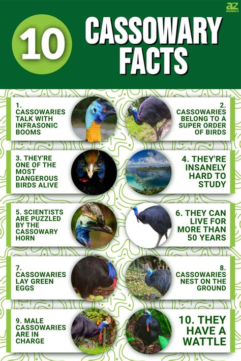 10 Incredible Cassowary Facts - A-Z Animals