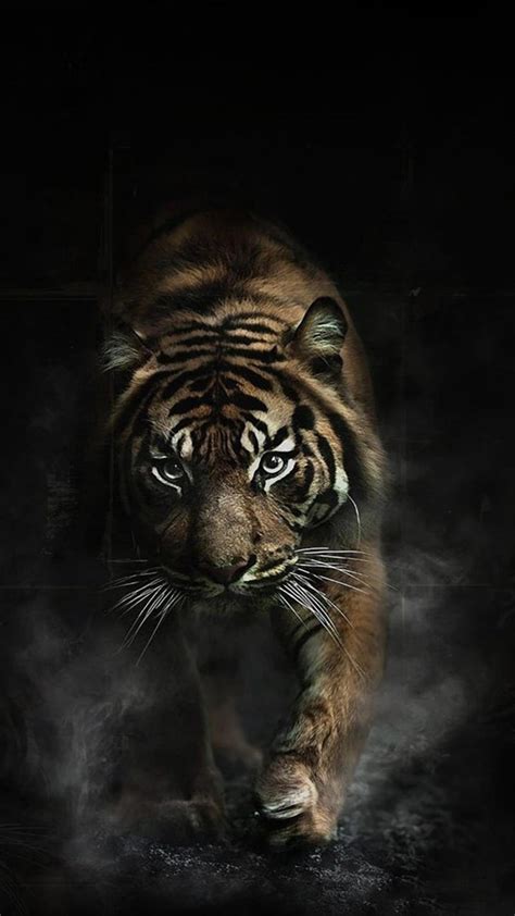 Angry Tiger, HD phone wallpaper | Peakpx