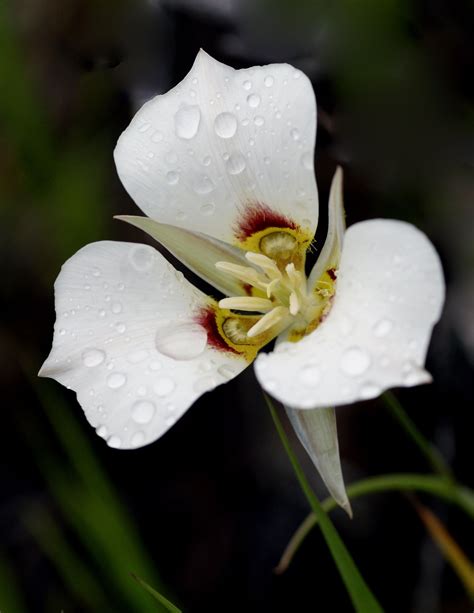 State Flower: Sego Lily (With images) | Lily plants