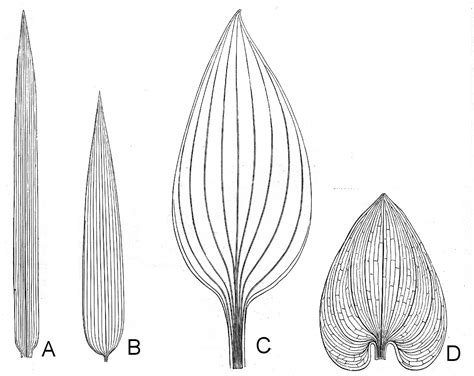 Botany Professor: How the grass leaf got its stripes