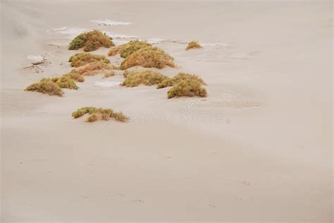 Plants In Desert And Sunset In Oman Stock Photo - Image of sunset, oman ...