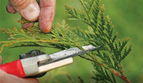 How to Prune an Arborvitae That's Too Tall or Wide - FineGardening