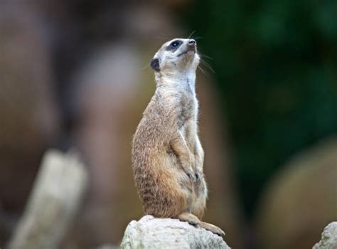 160+ Meerkat Snake Stock Photos, Pictures & Royalty-Free Images - iStock