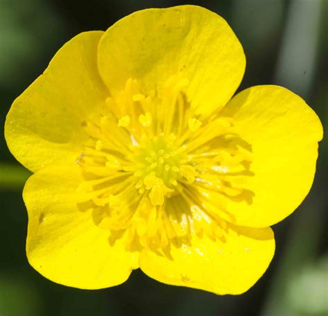 Names of Common Flowers in Mandarin Chinese