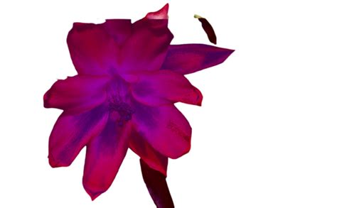 Bloomsucculent PNG Transparent Images Free Download | Vector Files | Pngtree