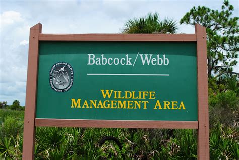 Field Notes and Photos: Babcock-Webb Wildlife Management Area: Flatwoods & Wetlands