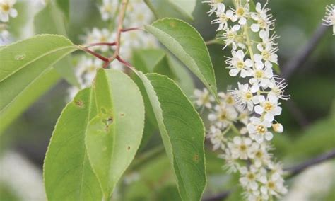 Black Cherry | Native Trees | Johnson's Nursery | Knowledgebase