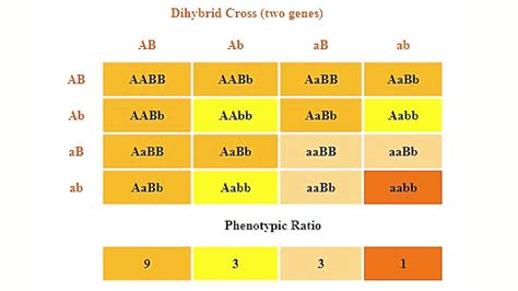 Phenotype Ratio