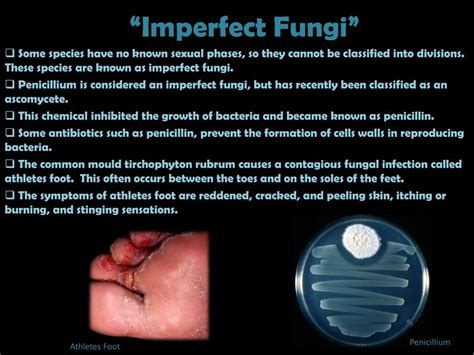 PPT - The Fungi PowerPoint Presentation, free download - ID:2373095