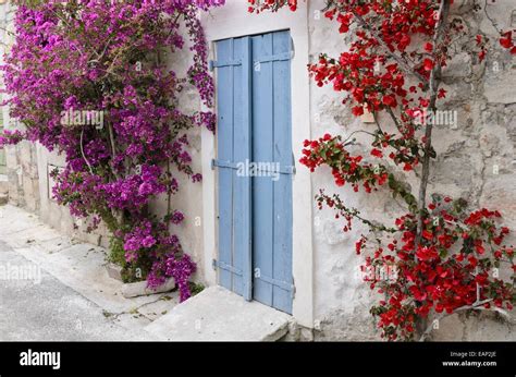 Bougainvillea wall hi-res stock photography and images - Alamy