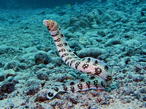 Different Types of Eels That May You Don't Know - Natgeos