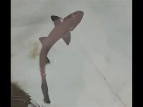 'Miracle' baby shark born in tank of full of females | Trending & Viral ...