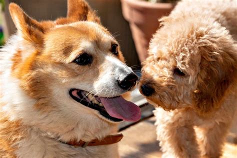 34 Adorable Corgi Mixes That Will Make You Go 'Awwww!'