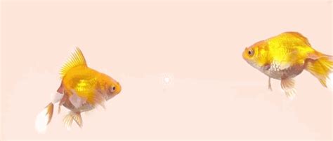 Goldfish Animated Gif Pictures at Best Animations