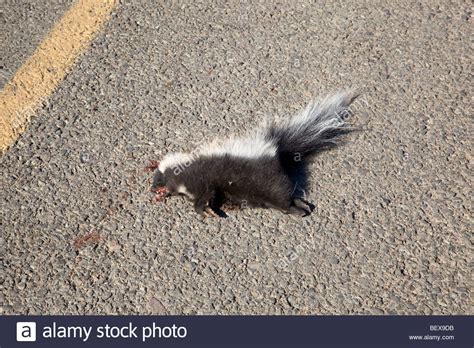 Roadkill dead skunk on highway "New Mexico Stock Photo, Royalty Free ...