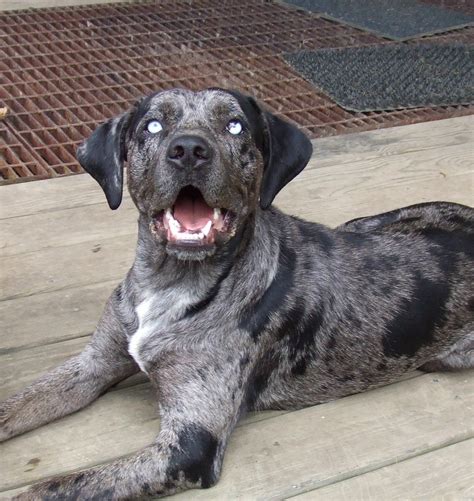 Catahoula Puppies: January 2012