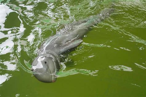 Volunteers work to save endangered baby dolphin found drowning in shallow coastal waters ...