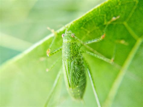 Green Grasshopper on Green Leaf · Free Stock Photo