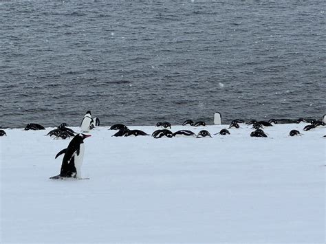 Our Atlas Ocean Voyages Antarctica Cruise Was Not What We Expected