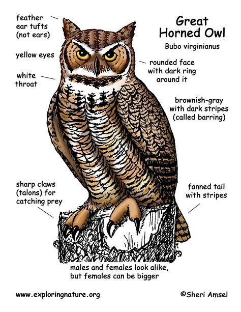 Labelled Diagram Of An Owl