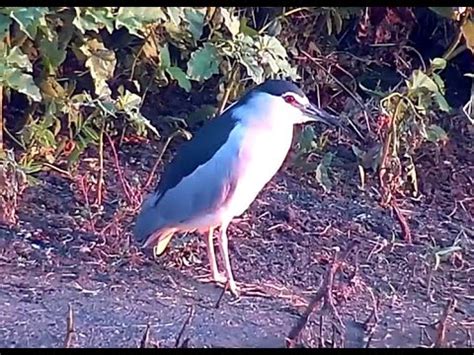 Black-crowned Night Heron. Explore.org 09 February 2020 - YouTube