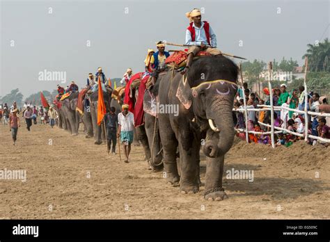 Elephants' Parade, Sonepur Mela Stock Photo - Alamy