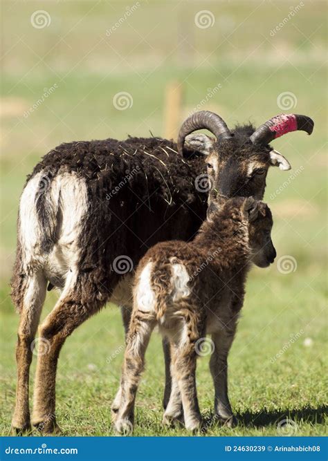 Soay Sheep stock image. Image of animal, newborn, pasture - 24630239