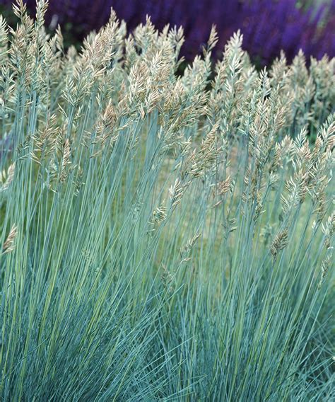 Types of ornamental grass: 16 varieties for borders and pots | Gardeningetc