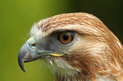 Hawk Head by Simon Roy, via 500px http://500px.com/photo/8057286# | Pet birds, Red tailed hawk ...