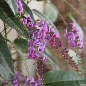 Hardenbergia violacea 'Happy Wanderer' at San Marcos Growers