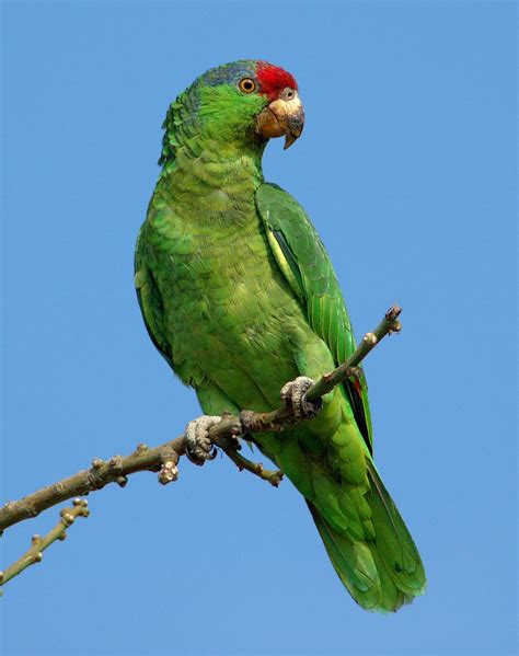 Green-cheeked Parakeet Wallpapers - Wallpaper Cave