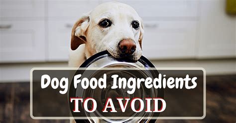 10 Bad Ingredients to Avoid in Dog Food