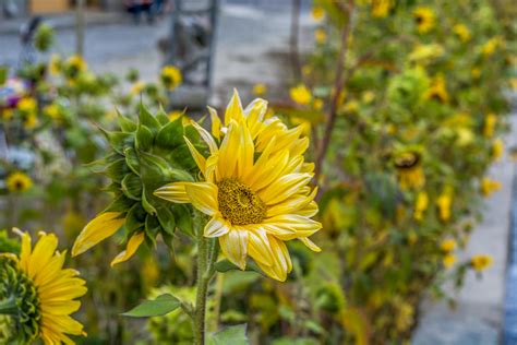 Free stock photo of sunflower, sunflowers, yellow