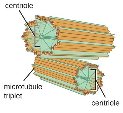 molecular biology - Are microtubules in centrioles helical, like they ...